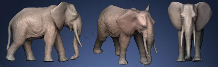 Elephant15